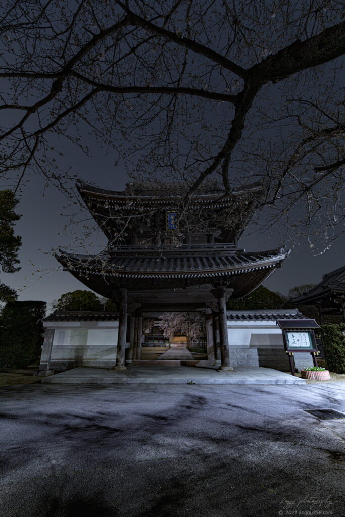 行福寺でしだれ桜の夜桜夜景を撮影