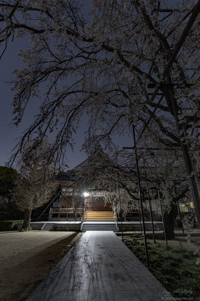 行福寺でしだれ桜の夜桜夜景を撮影