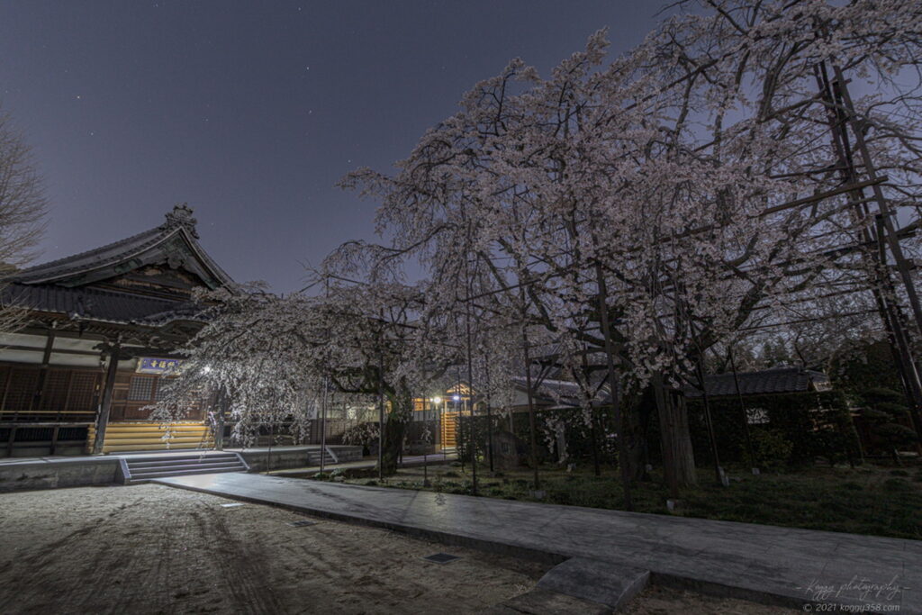 行福寺でしだれ桜の夜桜夜景を撮影