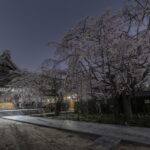 超立派！行福寺のしだれ桜の夜景を撮影