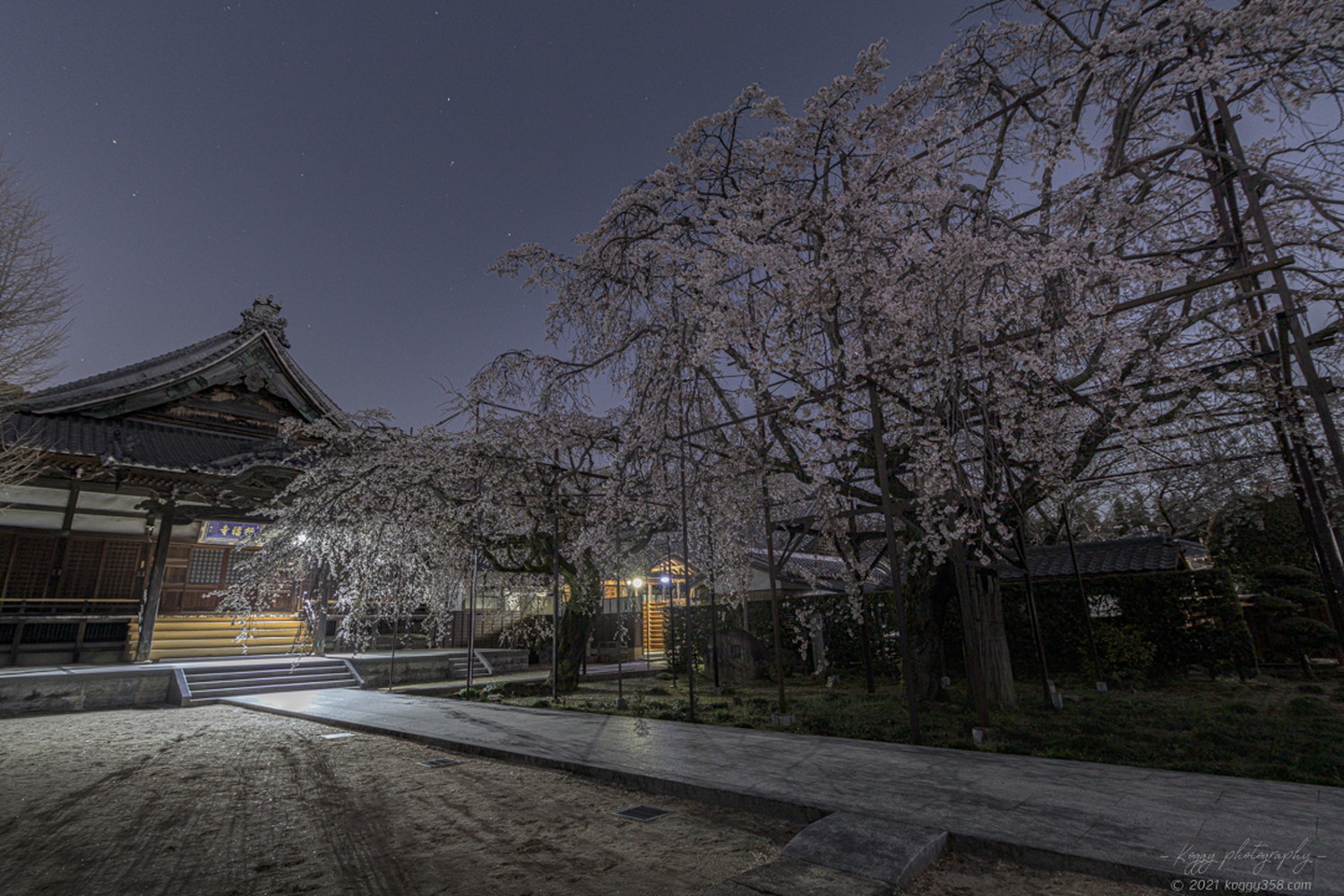 超立派！行福寺のしだれ桜の夜景を撮影