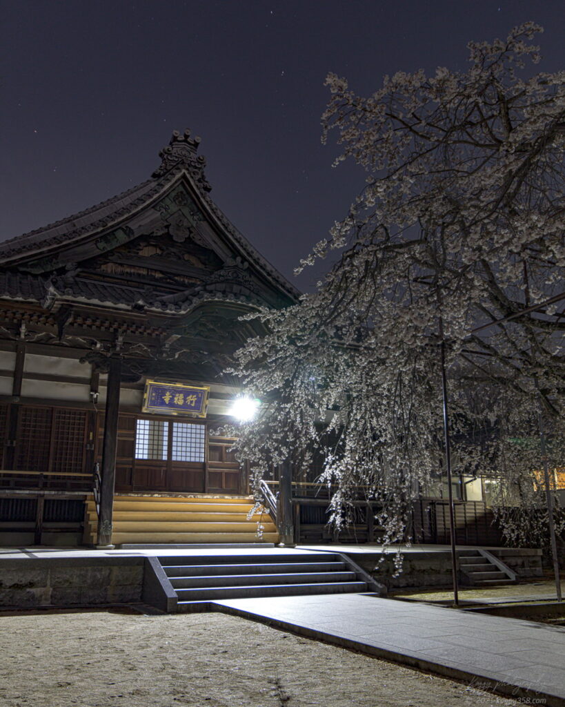 行福寺でしだれ桜の夜桜夜景を撮影