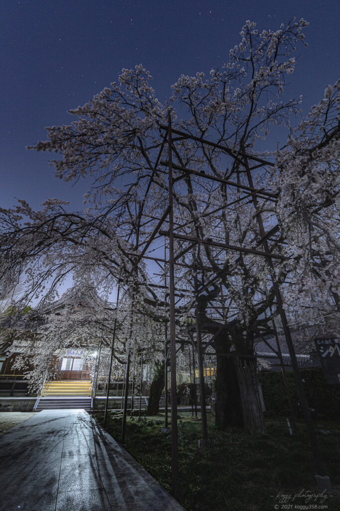 行福寺でしだれ桜の夜桜夜景を撮影