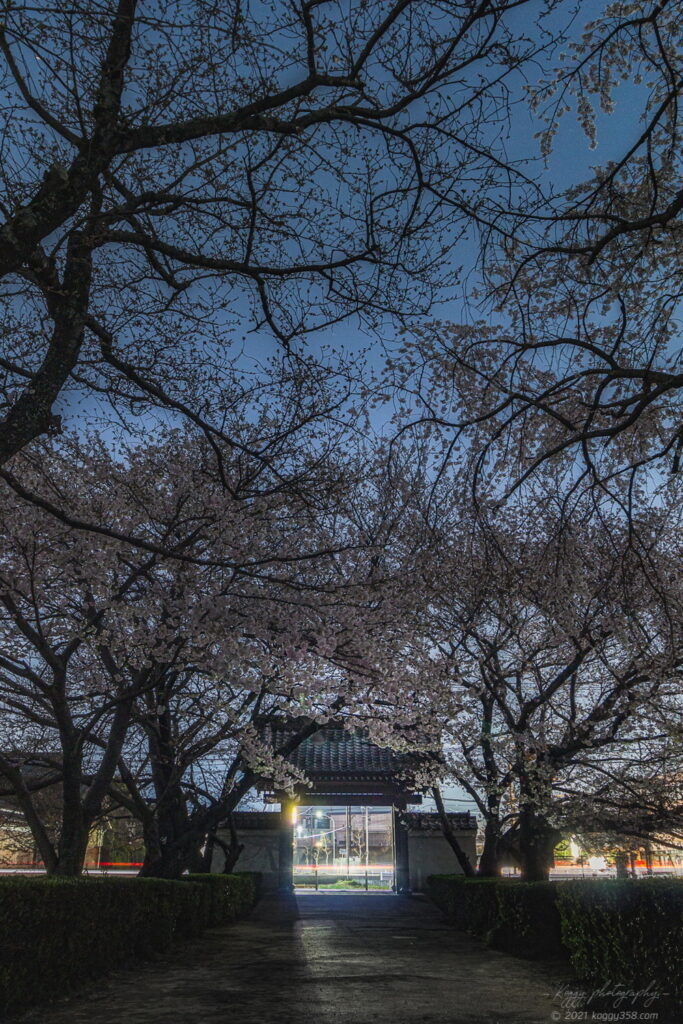 行福寺でしだれ桜の夜桜夜景を撮影