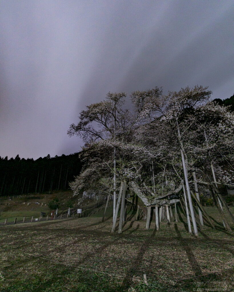 根尾谷薄墨桜の夜景を撮影