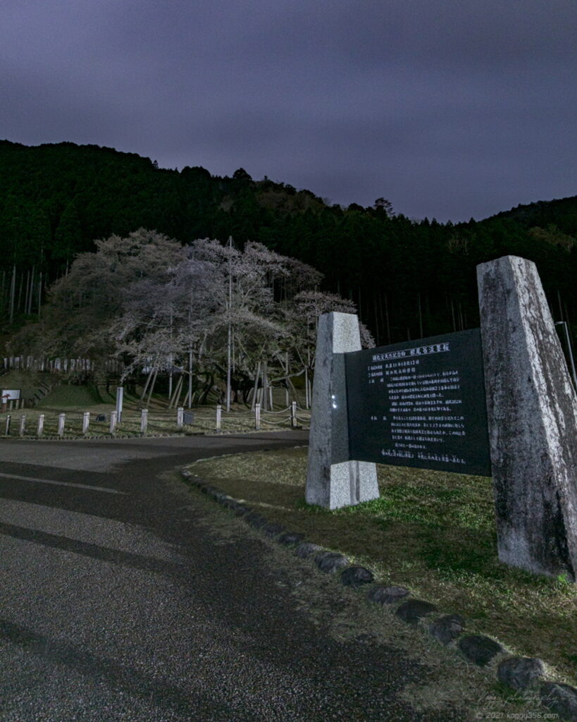 根尾谷薄墨桜の夜景を撮影