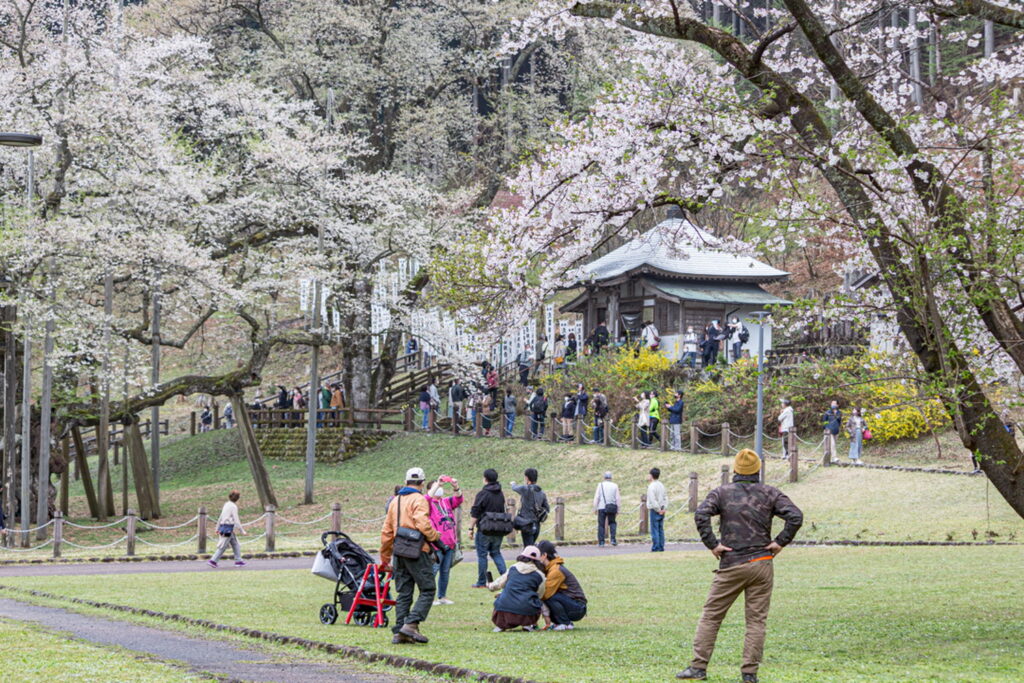 根尾谷薄墨桜の御朱印の行列の雰囲気