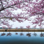 まるで鏡面！笠松河津桜ロードでマジックアワーのリフレクションを撮影