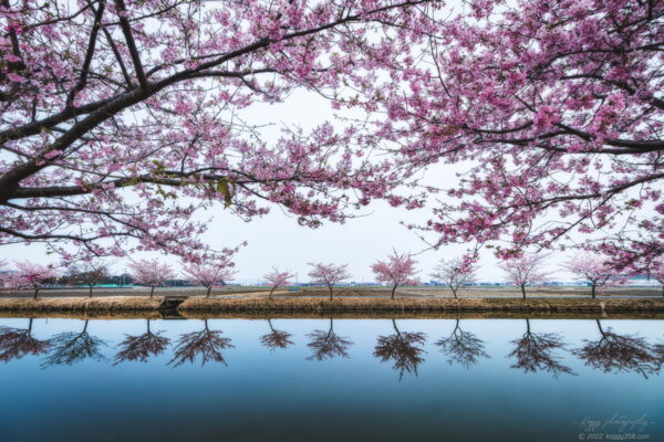 まるで鏡面！笠松河津桜ロードでマジックアワーのリフレクションを撮影