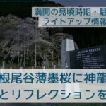根尾谷薄墨桜と神龍桜を撮影。見頃・夜景やライトアップ・駐車場情報あり！