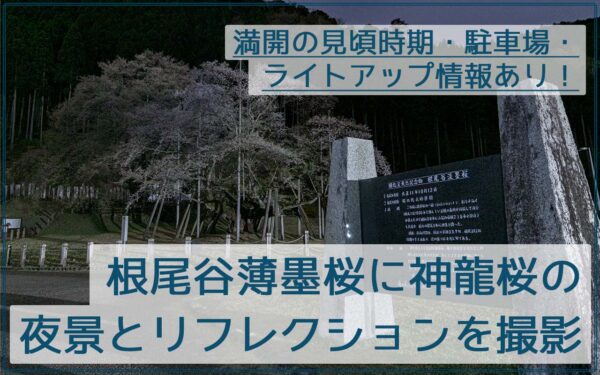 根尾谷薄墨桜と神龍桜を撮影。見頃・夜景やライトアップ・駐車場情報あり！