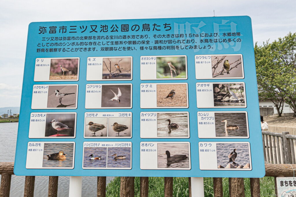 愛知県弥富市の芝桜やネモフィラが撮影できる三又池公園で見ることができる野鳥