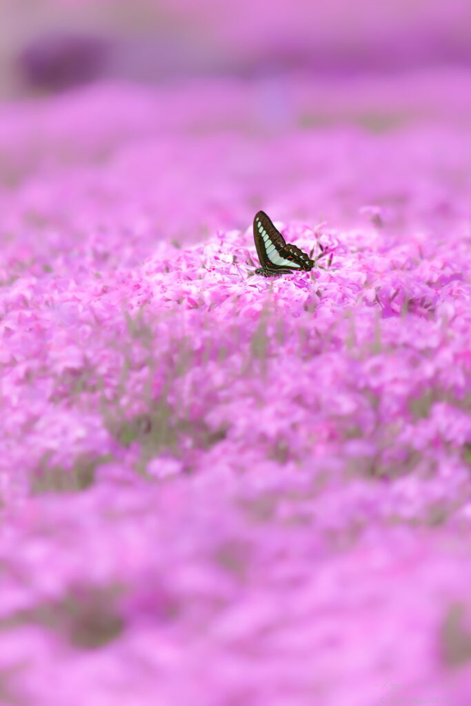 愛知県弥富市の又池公園で中之島の芝桜に蜜をすいにきたアオスジアゲハを撮影