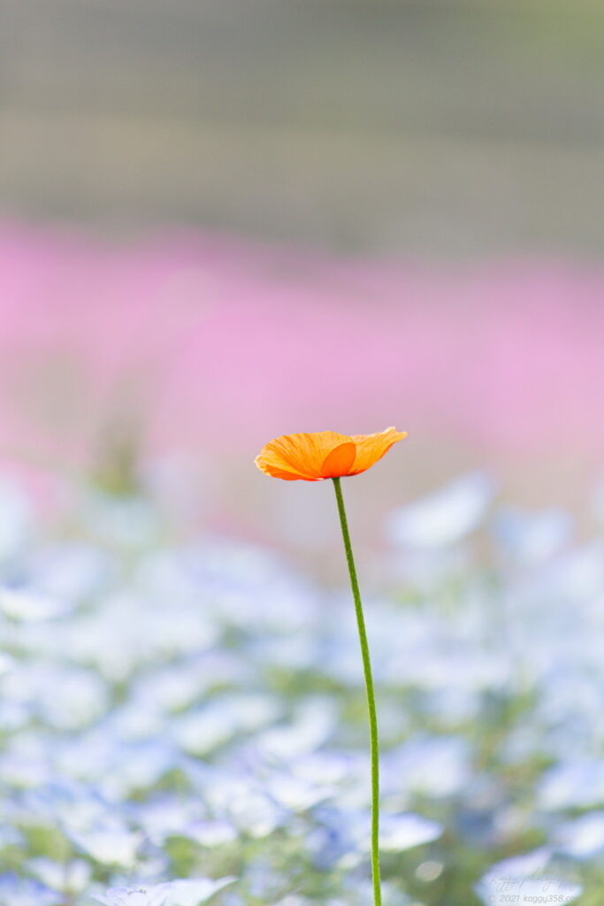 愛知県弥富市の又池公園で中之島の芝桜とネモフィラに混じって咲いていたポピーを撮影