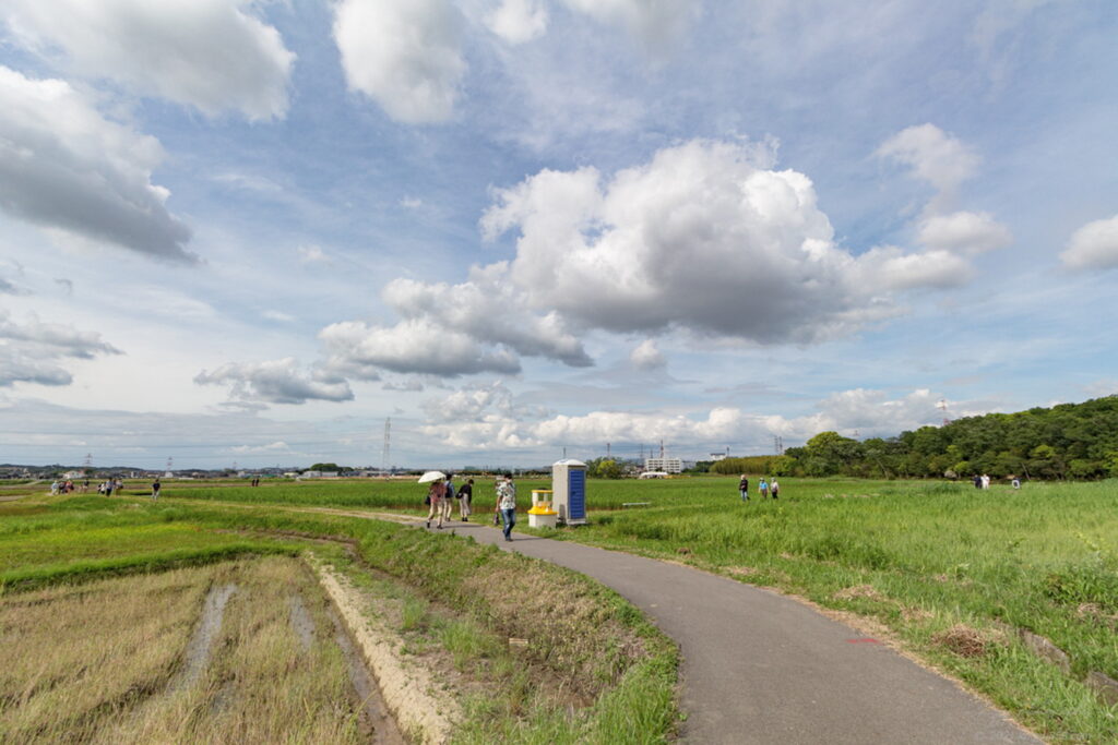 愛知県刈谷市の日本三大カキツバタ自生地の小堤西池のカキツバタ群落の雰囲気を撮影
