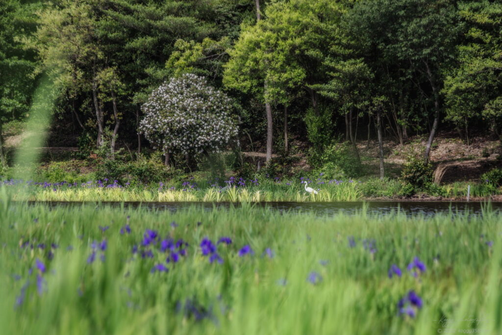 愛知県刈谷市の日本三大カキツバタ自生地の小堤西池のカキツバタ群落で白鷺がたたずむ日中の風景を撮影