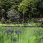 小堤西池のカキツバタ群落を撮影！駐車場や見ごろ情報あり！