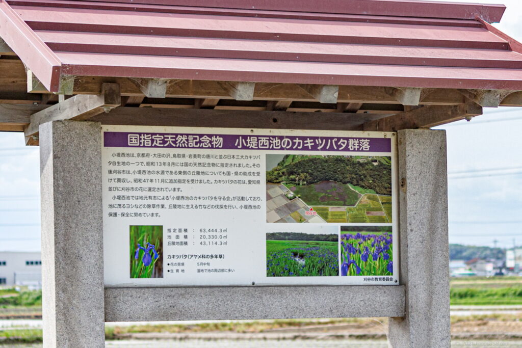 愛知県刈谷市の日本三大カキツバタ自生地の小堤西池のカキツバタ群落の説明看板の雰囲気を撮影