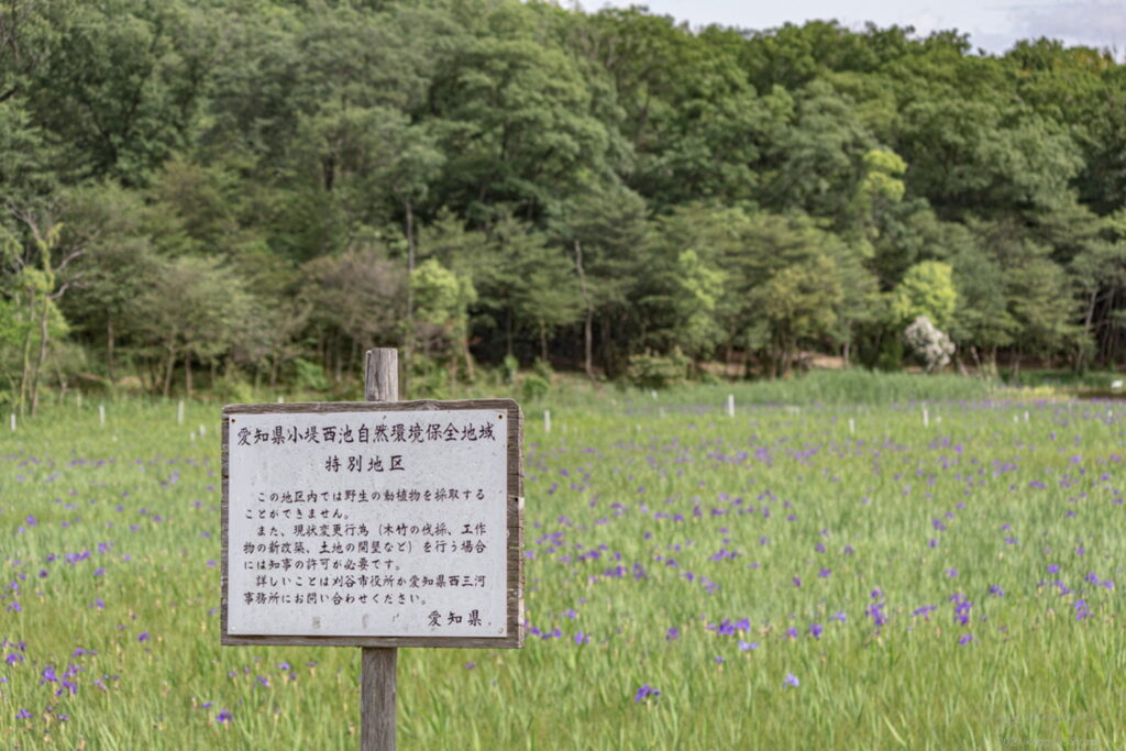 愛知県刈谷市の日本三大カキツバタ自生地の小堤西池のカキツバタ群落の雰囲気を撮影