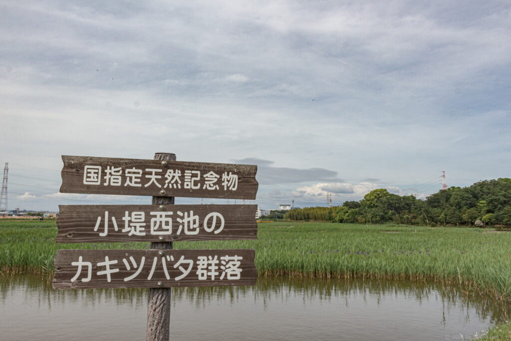 愛知県刈谷市の日本三大カキツバタ自生地の小堤西池のカキツバタ群落の雰囲気を撮影