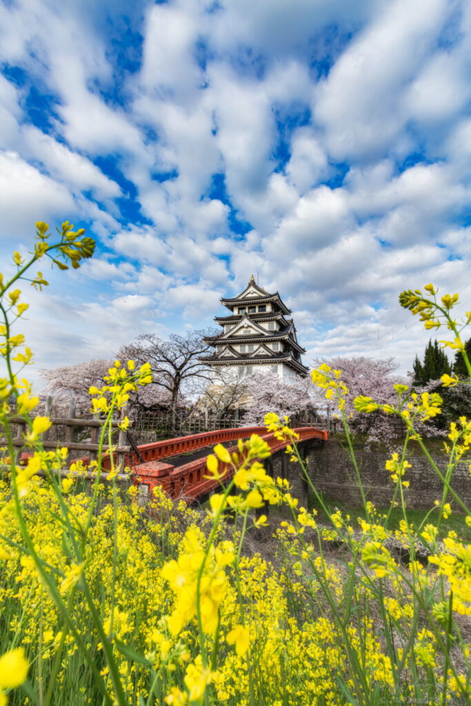 岐阜県大垣市の墨俣一夜城と桜と菜の花を雲の流れる青空の下で撮影