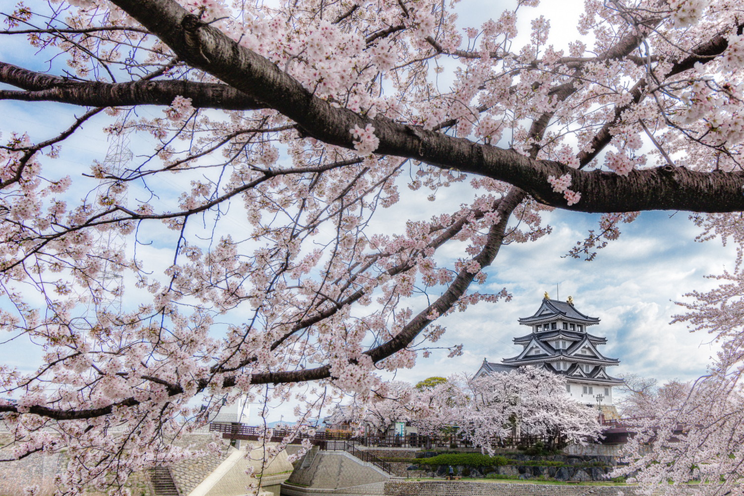 季節ごとの墨俣一夜城の風景を撮影！春は桜、夏はあじさいのスポット！