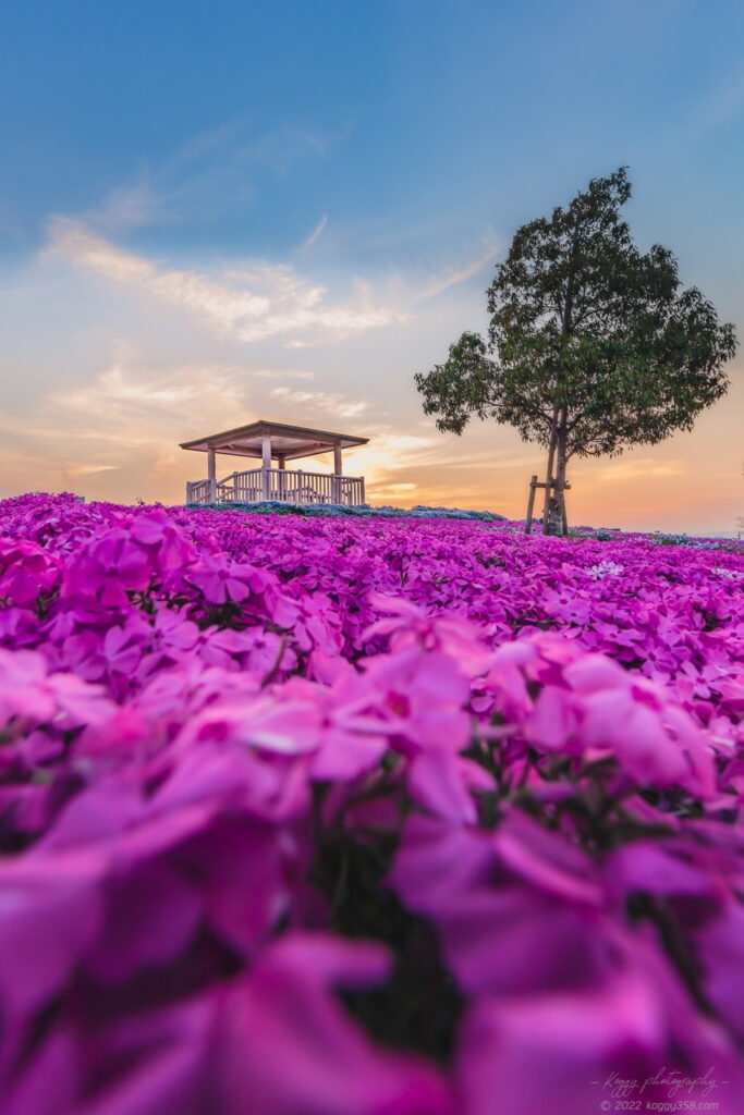 愛知県弥富市の三又池公園で芝桜とネモフィラ、マジックアワーの風景を撮影