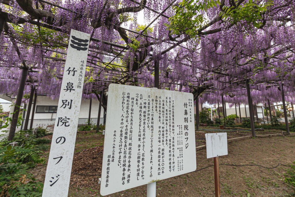 竹鼻別院の藤棚の雰囲気を撮影