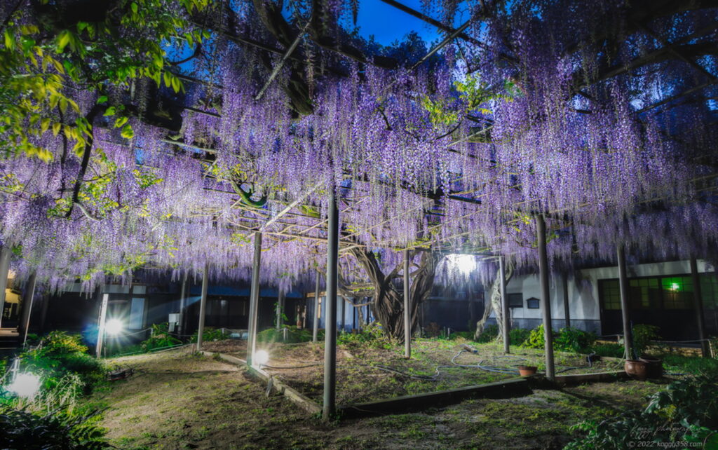 竹鼻別院の藤棚のライトアップ夜景を撮影