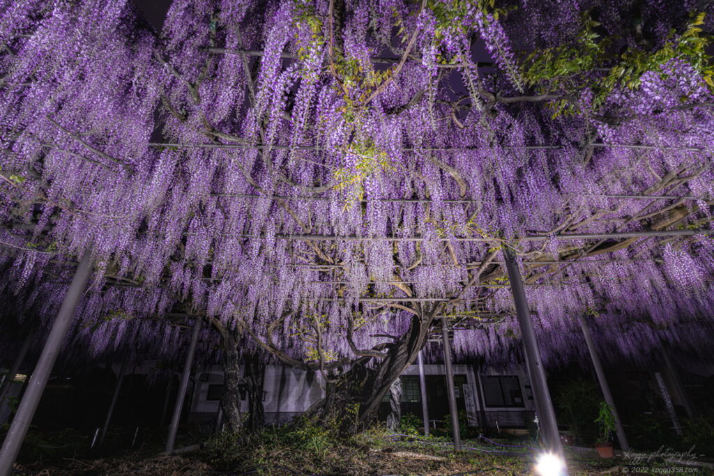 竹鼻別院の藤棚のライトアップ夜景を撮影