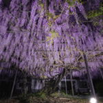 竹鼻別院の藤棚のライトアップ夜景を撮影！
