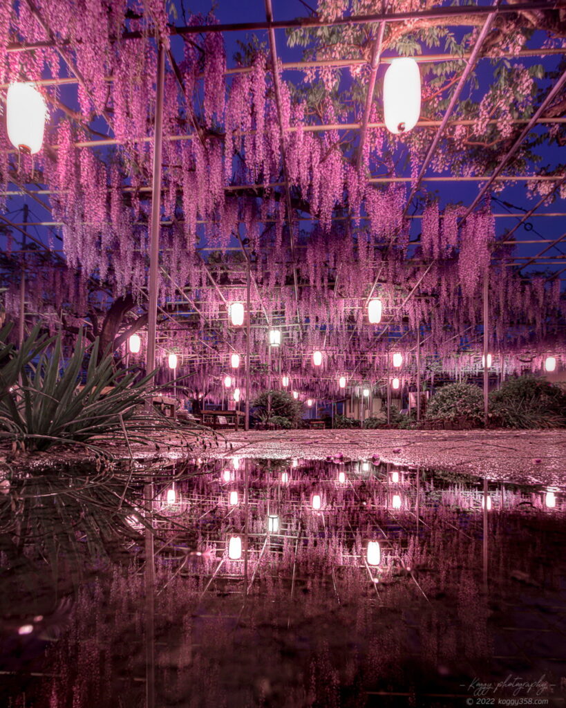 愛知県碧南市の広藤園の藤棚のライトアップの夜景を雨上がりの水たまりにリフレクションさせて撮影