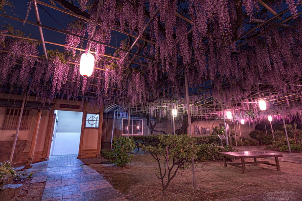 愛知県碧南市の広藤園の藤棚にあるお手洗い・トイレの雰囲気を撮影