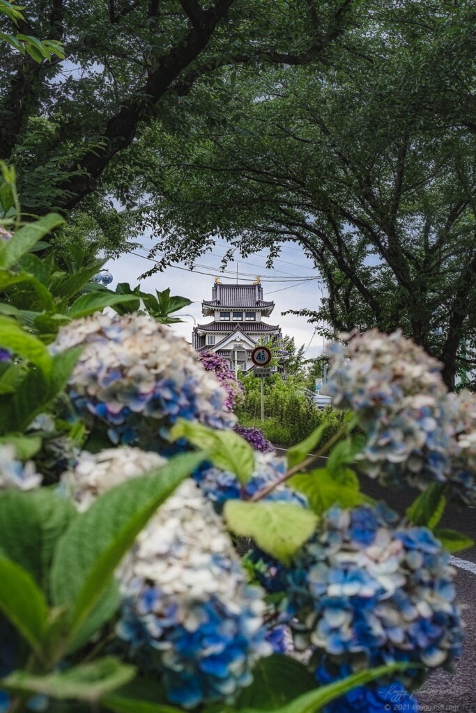 岐阜県大垣市の墨俣一夜城とあじさいを額縁構図で撮影