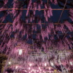 広藤園藤まつりの雨上がりの夜景ライトアップを撮影