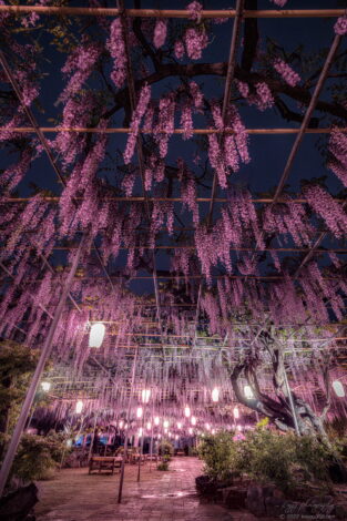 広藤園藤まつりの雨上がりの夜景ライトアップを撮影
