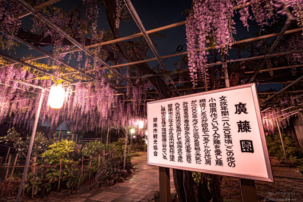 愛知県碧南市の広藤園の藤棚の雰囲気を撮影