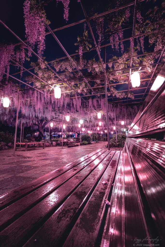 愛知県碧南市の広藤園の藤棚のライトアップの夜景を雨上がりのベンチにリフレクションさせて撮影