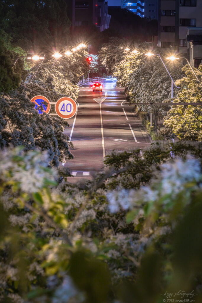 名古屋市熱田区のナンジャモンジャ(ヒトツバタゴ)並木道の夜景を撮影