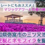 絶景！三ツ又池公園の芝桜とネモフィラの絨毯とマジックアワーを撮影！