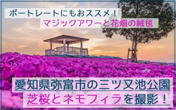 絶景！三ツ又池公園の芝桜とネモフィラの絨毯とマジックアワーを撮影！