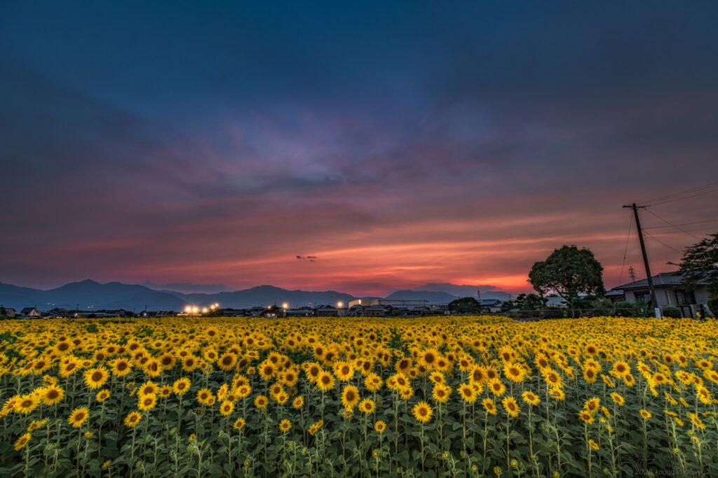 三重県四日市市のマルホ農園のひまわり畑の夕焼けのマジックアワーの雰囲気