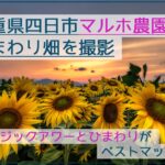 三重県四日市のマルホ農園で早咲きひまわりの夕焼けマジックアワーを撮影！