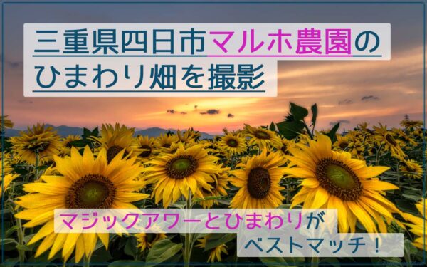 mitukiさま専用 黄昏のひまわり畑ほか　3点おまとめ 4K Ultra HD ]ひまわり・向日葵・Sunflower (Shot on RED EPIC