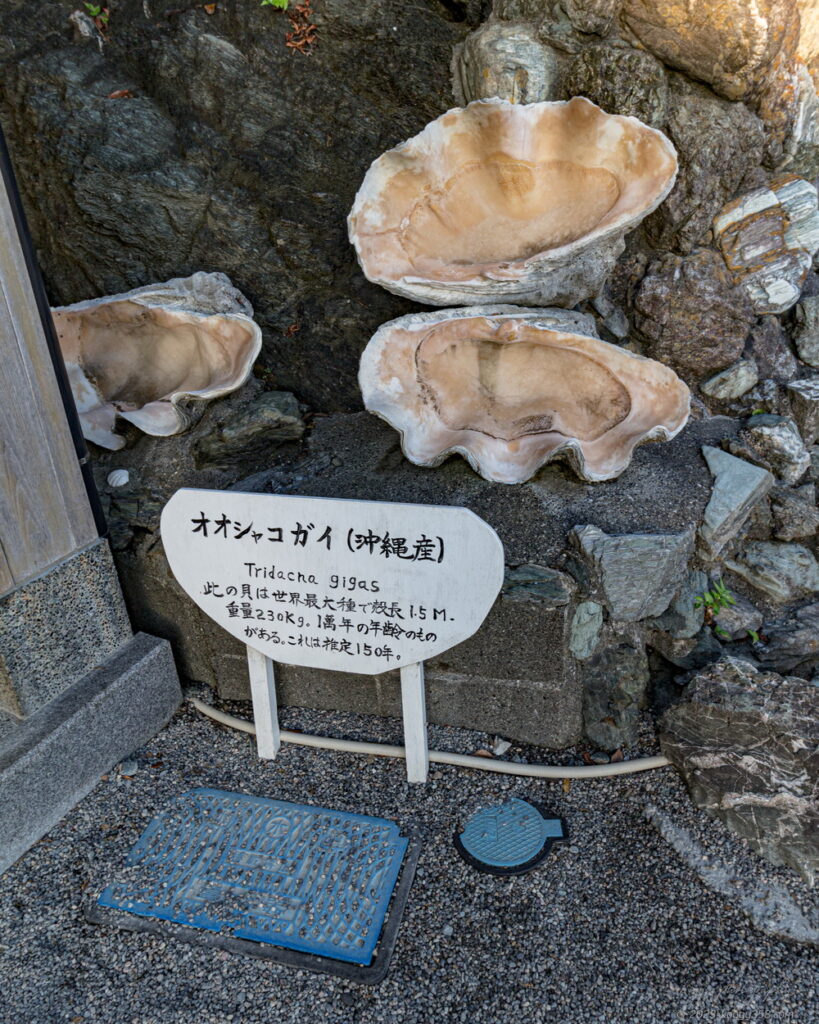 伊勢の夫婦岩(二見興玉神社)のシャコガイの雰囲気