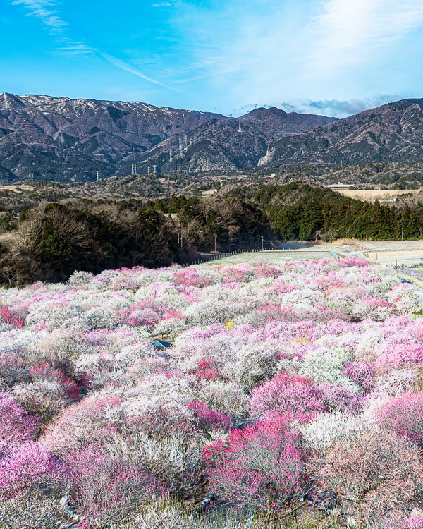 いなべ市農業公園梅林公園の見晴らし展望台からの風景