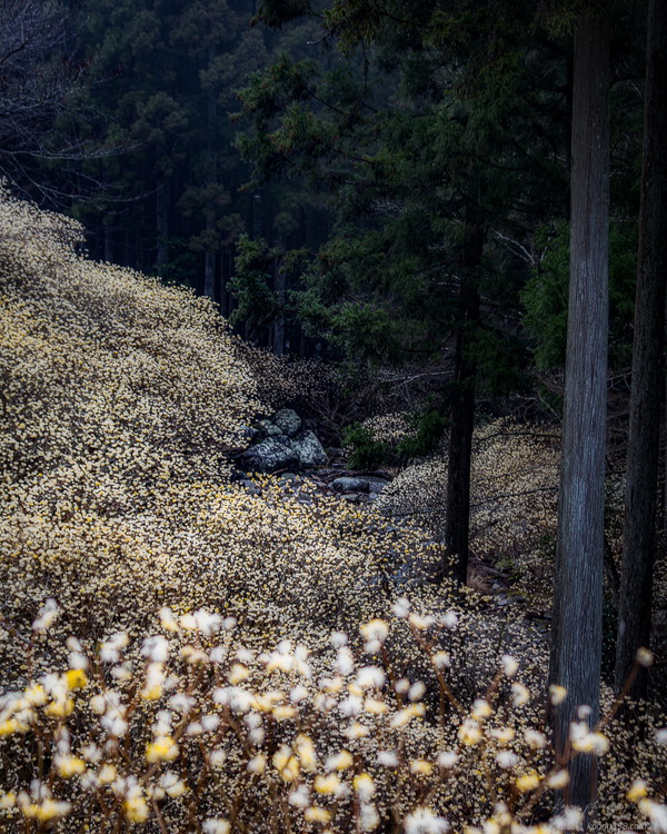 愛知県新城市のミツマタ群生地を田代渓谷と一緒に撮影