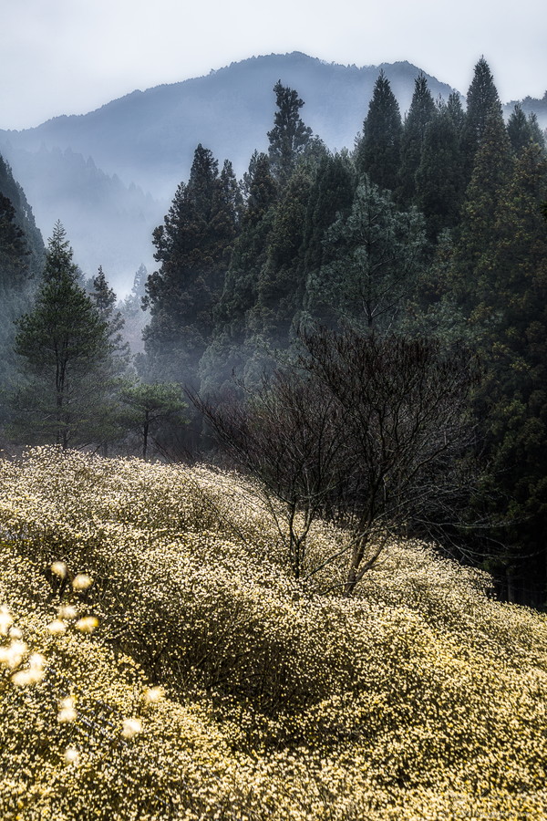 愛知県新城市のミツマタ群生地をスギの雑木林と一緒に俯瞰で撮影