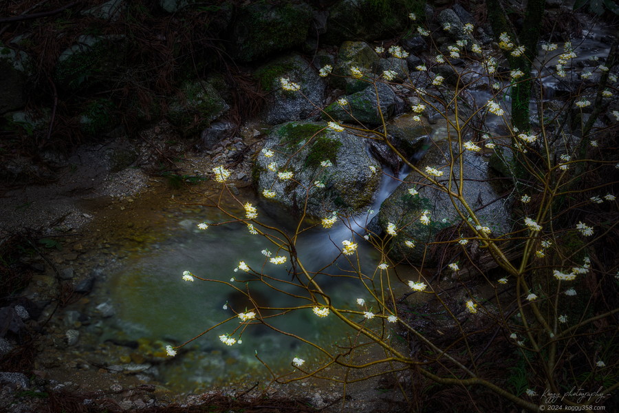 愛知県新城市のミツマタ群生地を田代渓谷の滝つぼと一緒に撮影