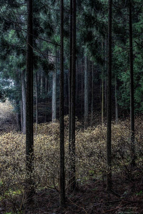 愛知県新城市のミツマタ群生地をスギの雑木林と一緒に撮影